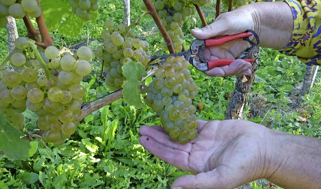 Zur Mithilfe bei der Weinlese laden me... und Tuniberg interessierte Gste ein.  | Foto: NGK