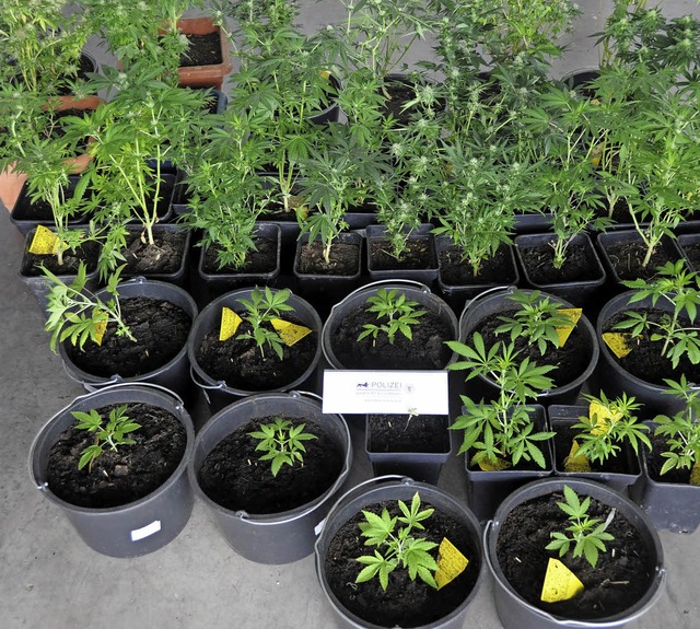 Beschlagnahmte Cannabispflanzen.   | Foto: Polizeiprsidium