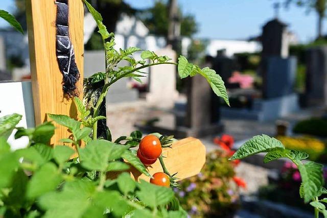 Drfen auf Grbern Tomaten wachsen?