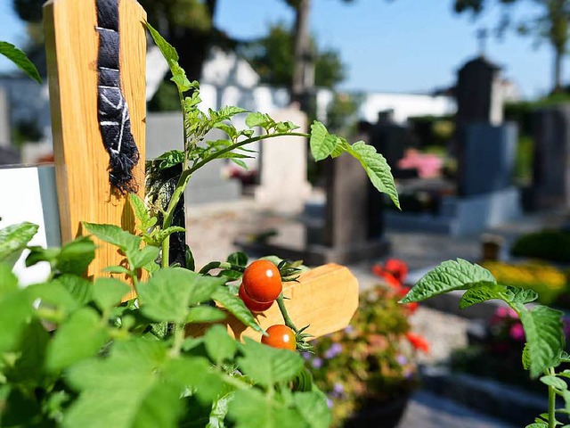 Die Tomaten des Anstoes auf dem Neuburger Friedhof   | Foto: dpa