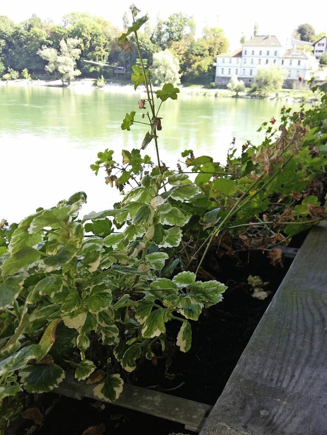 Nah am Wasser, aber durstig &#8211; Blumen an der Holzbrcke   | Foto: Kremp