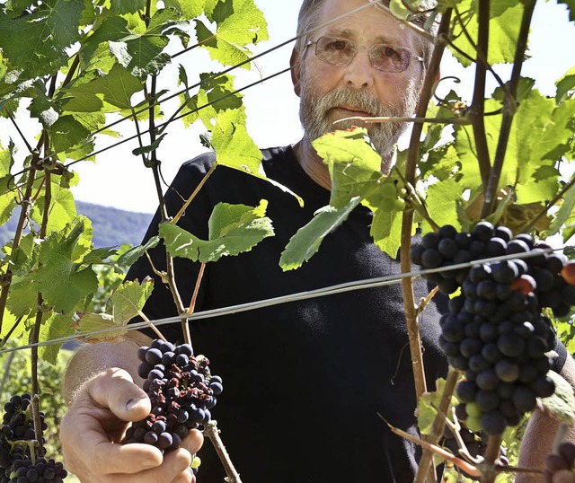 Karlheinz Ruser begutachtet Schden durch Peronospora.   | Foto: Felix Lieschke