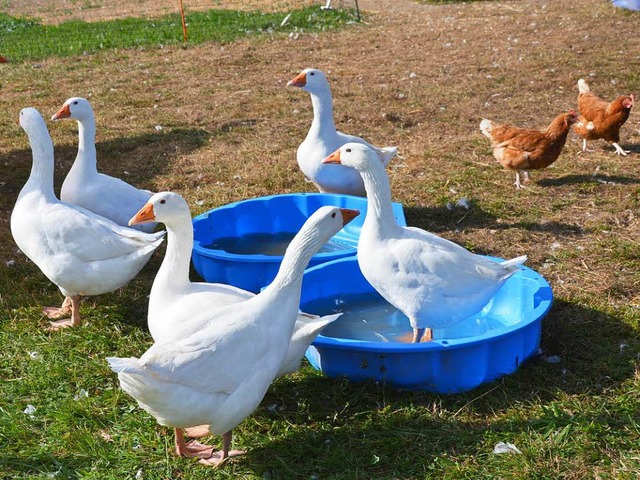 Schejka bescheinigt Lutz Schadt eine tadellose Tierhaltung  | Foto: Horatio Gollin