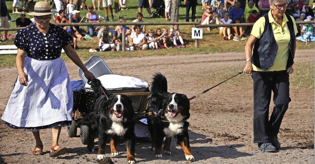 Premiere fr  die Vorfhrung mit Hundegespann, die eine Kutsche ziehen.  | Foto: Heinrich Fehrenbach