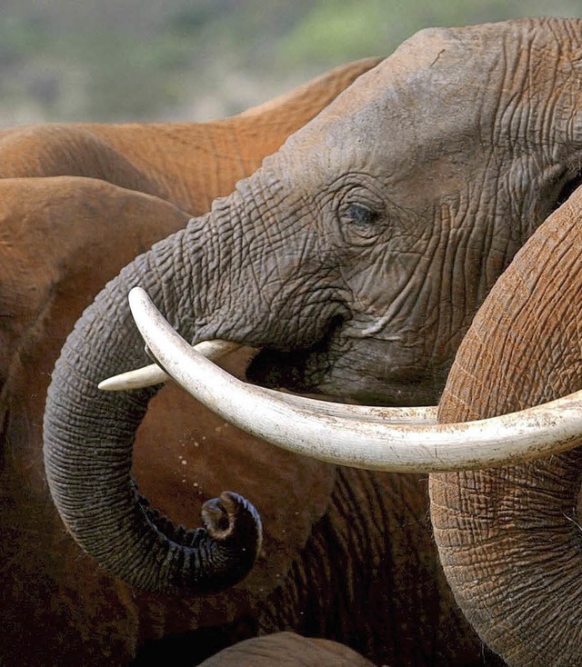 Wegen des begehrten Elfenbeins tten Wilderer die Elefanten.  | Foto: dpa