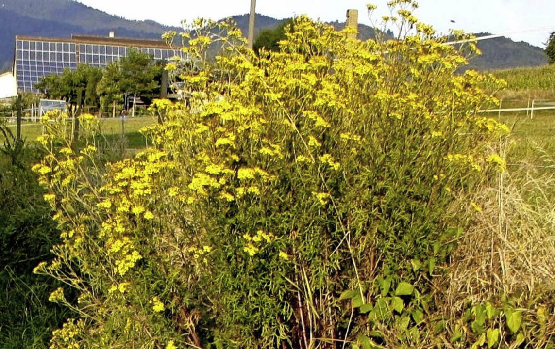 Gelb blühend, aber giftig Schliengen Badische Zeitung