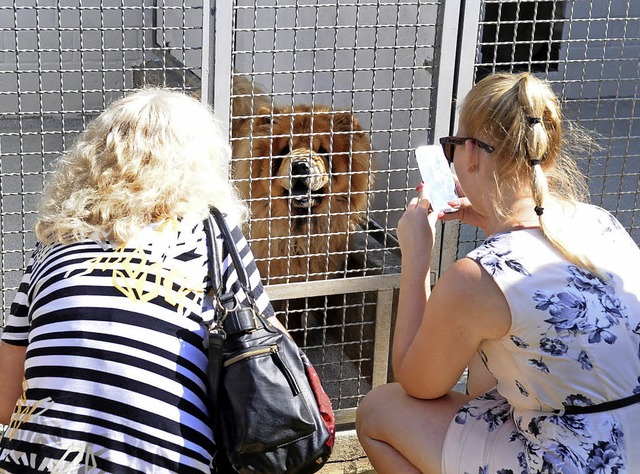 Ob reinrassig oder nicht &#8211;  beim...des   Chow-Chows wird manche schwach.   | Foto: WOLFGANG KNSTLE