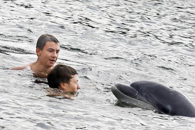 Umweltschützer warnen vor Schwimmen mit Delfin