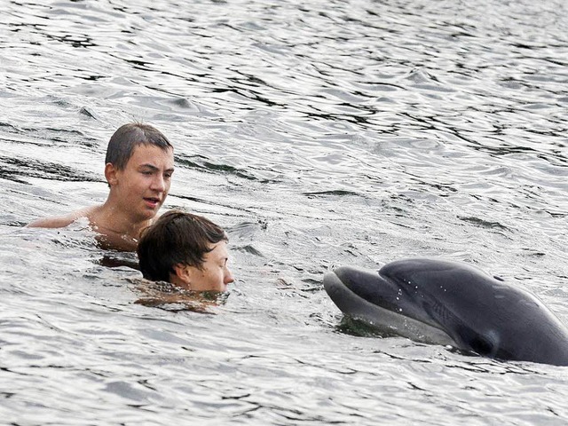 Einmal mit einem Delfin schwimmen: Den...hlreiche Badende in der Kieler Frde.   | Foto: dpa