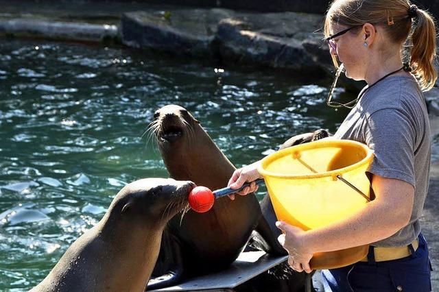 Seelwen trainieren im Basler Zoo