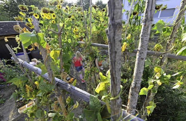 Dieses Jahr sind die Sonnenblumen beso...sten gibt&#8217;s   Gemse und Obst.    | Foto: Ingo Schneider