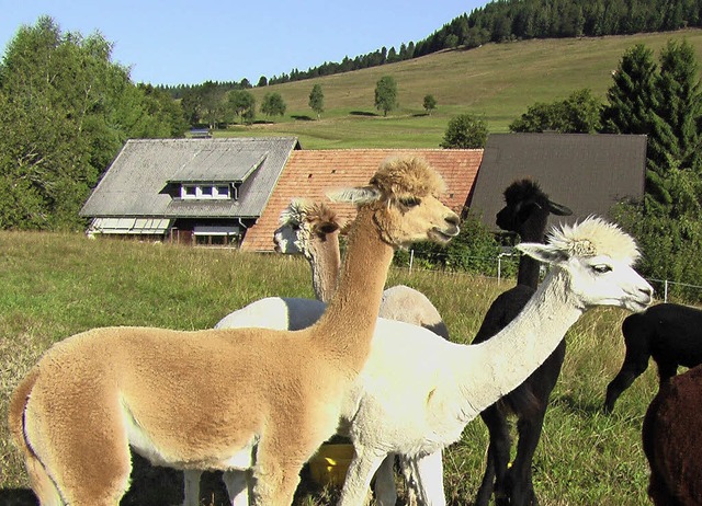 Die putzig anzusehenden, weil frisch g...f der Gersbacher Scherentann erwartet.  | Foto: zvg