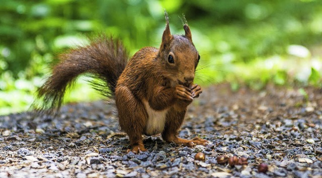 Das Eichhrnchen von Christian Bhrer eroberte die Leser.  | Foto: Christian Bhrer 