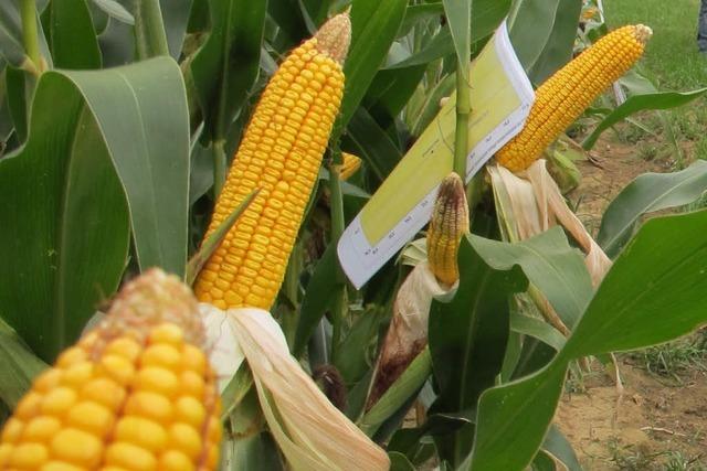 Lichtblick fr Landwirte: Maisschdlinge im Griff