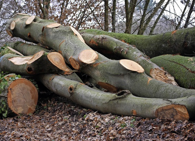 Holz aus dem Sexauer Wald ist begehrt.   | Foto: Sylvia-Karina Jahn