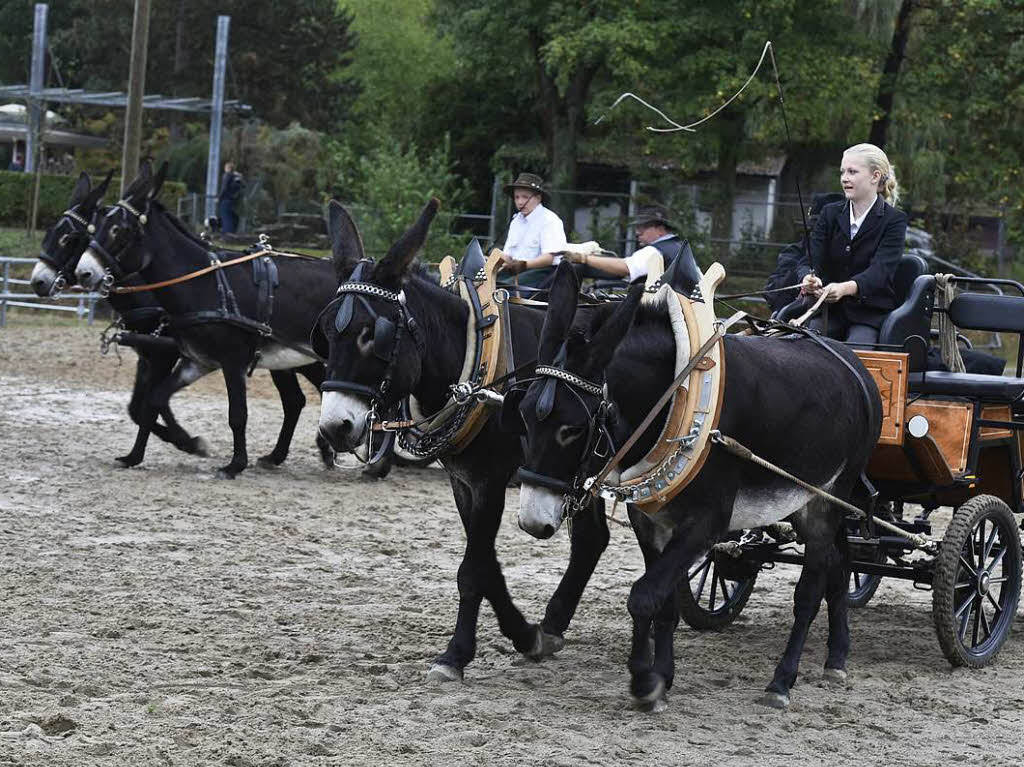 Eselfest auf dem Mundenhof