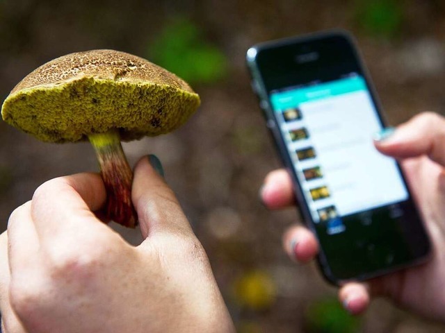 Smartphones knnen sogar bei der Bestimmung von Pilzen hilfreich sein.  | Foto: dpa
