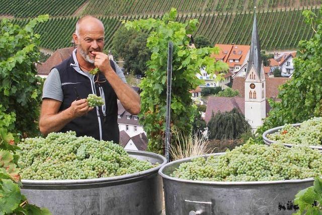 Winzer erwarten guten Weinjahrgang – trotz Pilzbefall