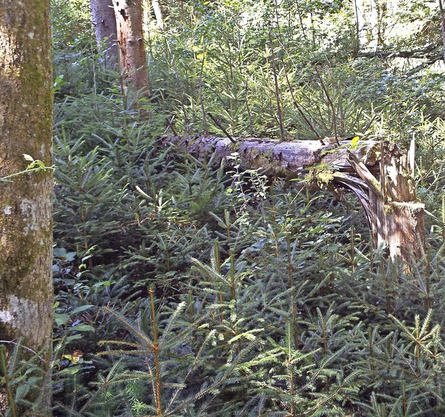 Im Wald, der 1999 vom Orkan Lothar und...ne dichte Naturverjngung eingestellt.  | Foto: Adam