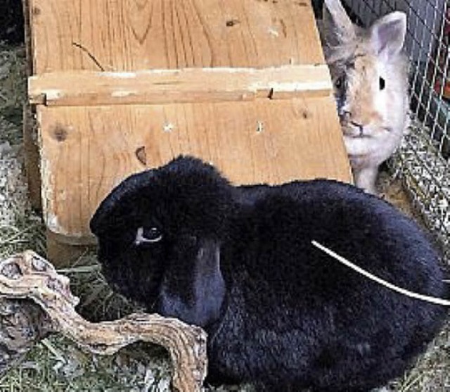 Die Zwergkaninchen Emma und Stups   | Foto: TIERHEIM