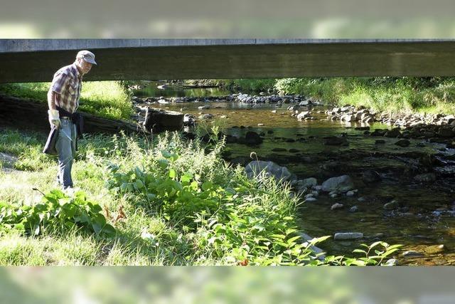 Ungeliebter Pflanzenriese aus Fernost