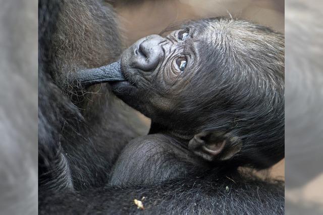 Gorillababy im Frankfurter Zoo