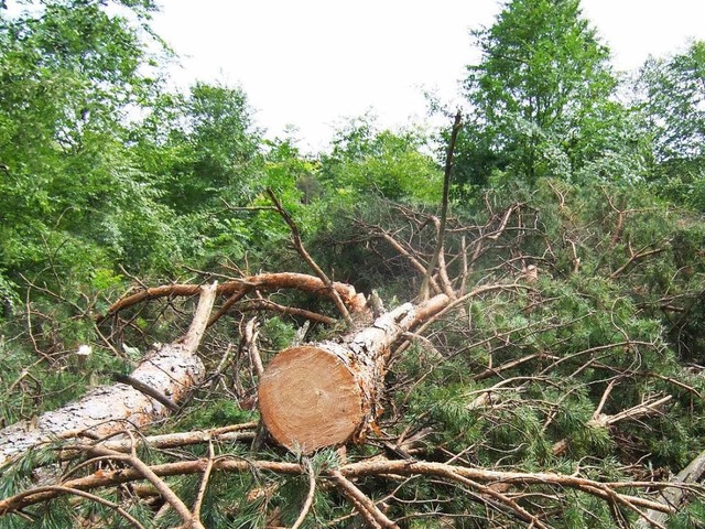 Wie die Fliegen sterben die Kiefern im... kommen mit dem Fllen kaum mehr nach.  | Foto: Susanne Mller