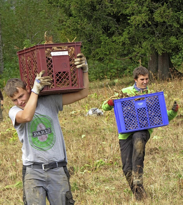 Kiloweise wurden Wurzeln des Gelben En...des Feldbergs gestochen und entsorgt.   | Foto: Naturschutzzentrum