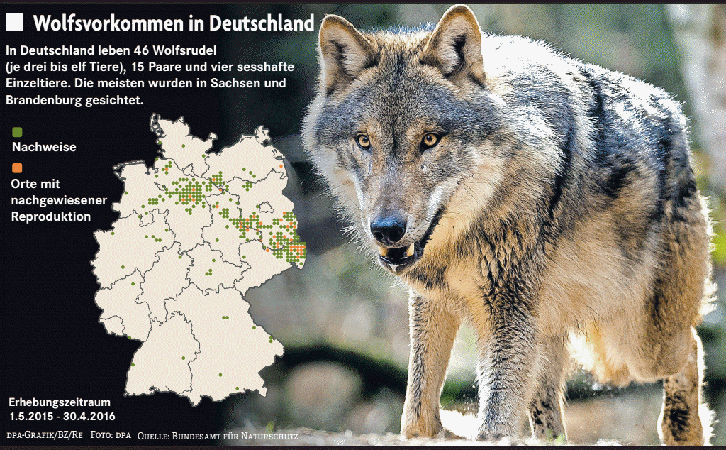 130 Wölfe leben in Deutschland - Panorama - Badische Zeitung