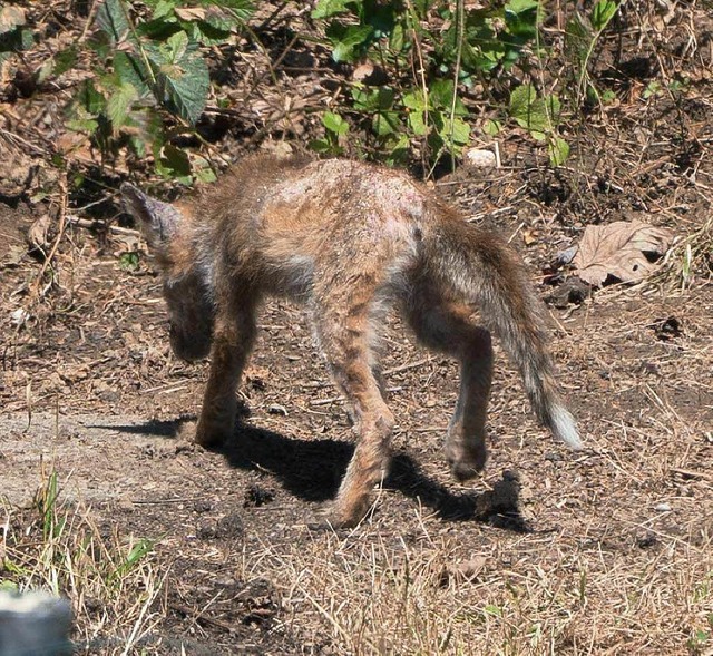 Schwer krank sieht der Fuchs aus, den ... im Bad Sckinger Obermoos beobachtet.  | Foto: Christoph Strittmatter