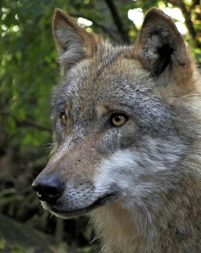 Kehrt in unsere Wlder zurck: der Wolf  | Foto:  ZVG