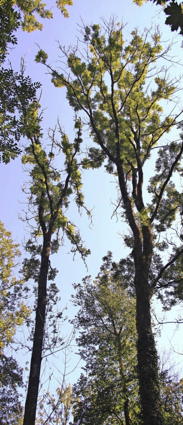 Im  Erlenschachenwald  sind die  Esche...riebsterben und  Absterben der Bume.   | Foto: Horst David
