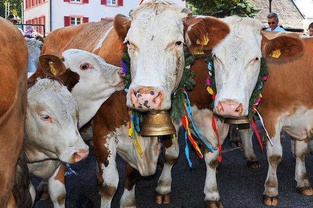 Fotos: Almabtrieb in Simonswald