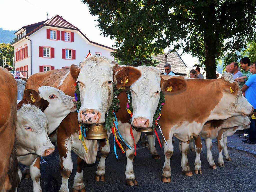 Der Almabtrieb war ein tolles Fest.