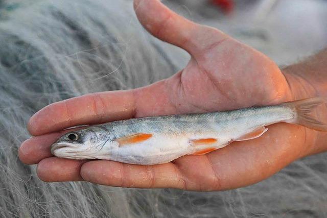 Biologen entdecken Tiefseesaiblinge im Bodensee