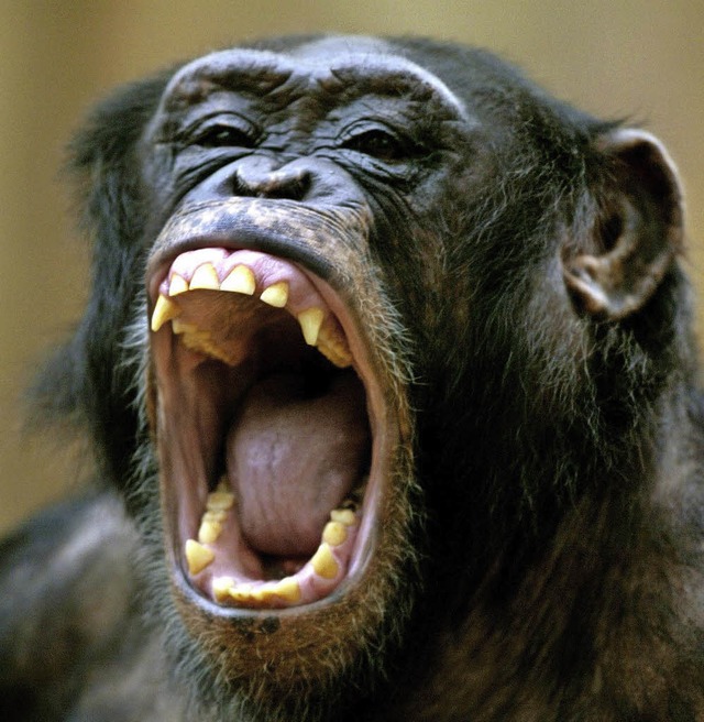 Schimpanse zeigt die Zhne   | Foto: DPA