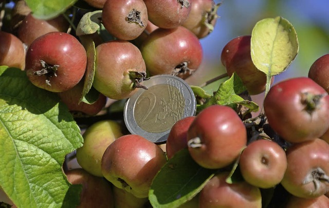 Kaiserstuhl-Breisgau. In der Sonne leuchtende Zierpfelchen mit zwei Euro Mnze.  | Foto: Roland Vitt