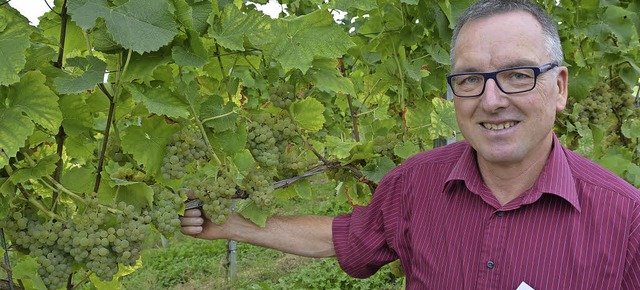 In den Reben von Meinrad Hurst war  der Vollernter unterwegs.   | Foto: rab