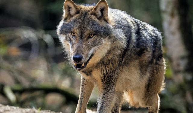 Lngst nicht jeder schreit hurra, wenn... Wolf wieder in der Region ansiedelt.   | Foto: Patrick Pleul, DPD