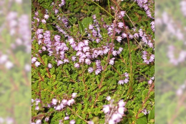 Schutz und Beeren fr das Auerwild