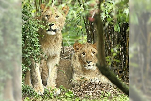 Löwe im Leipziger Zoo erschossen