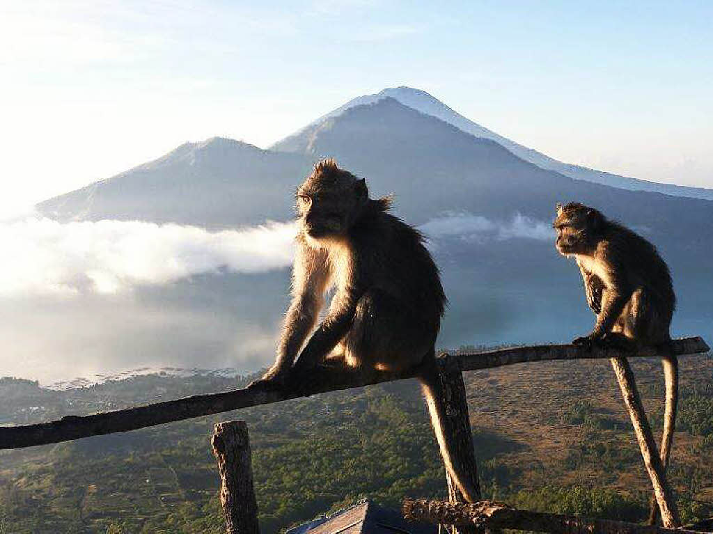 „Oh, Touristen! Die haben sicher Essen fr uns dabei!“, dachten sich die Affen wohl. Dieter Maertins aus Wittnau war einer von den Touristen, die auf dem Vulkan Mount Batur in Bali den Sonnenaufgang genossen.