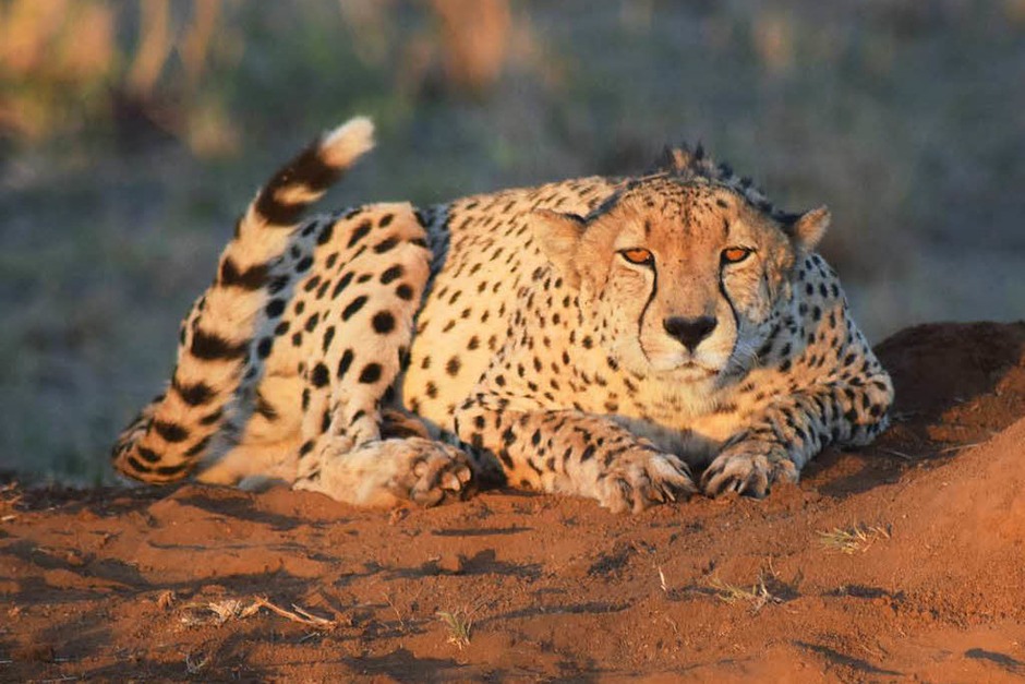 Das schnellste Landtier der Welt: Dieser lauernde Gepard wurde von Christian Naatz im Sabi Sand Game Reserve in Süd Afrika fotografiert. (Foto: privat) Das schnellste Landtier der Welt: Dieser lauernde Gepard wurde von Christian Naatz im Sabi Sand Game Reserve in Süd Afrika fotografiert. (Foto: privat)