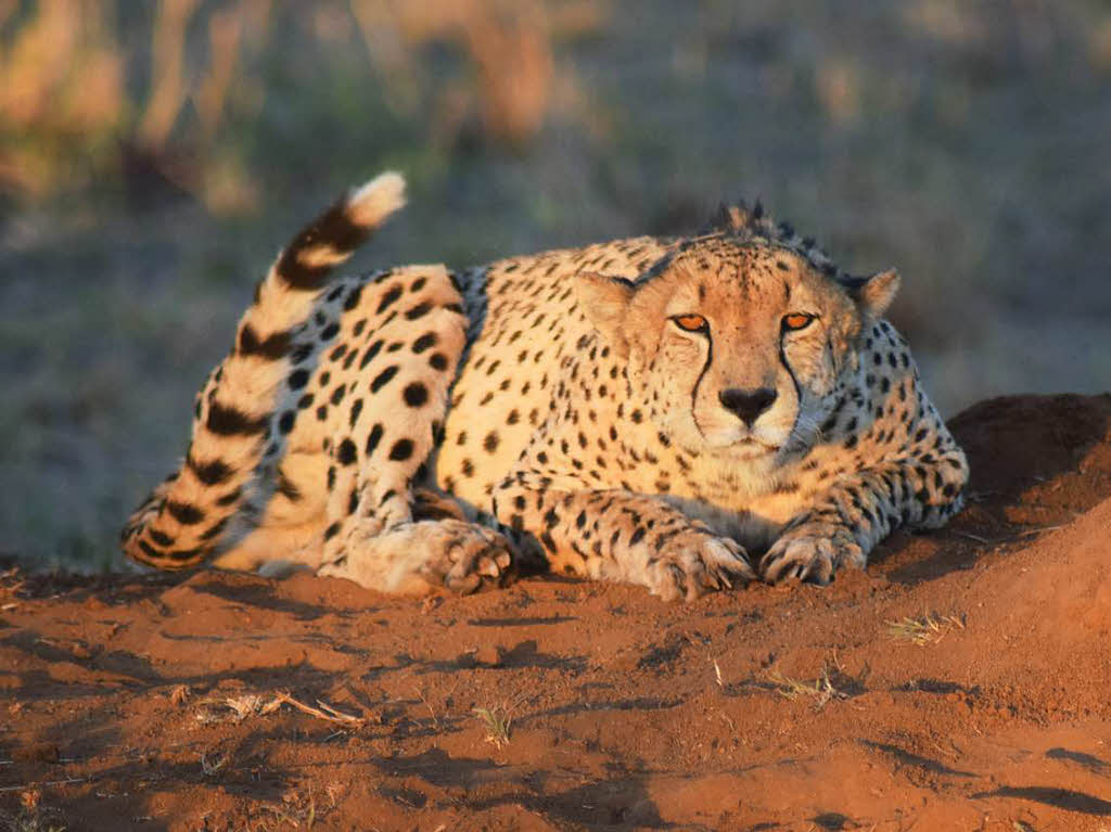 Das schnellste Landtier der Welt: Dieser lauernde Gepard wurde von Christian Naatz im Sabi Sand Game Reserve in Sd Afrika fotografiert.