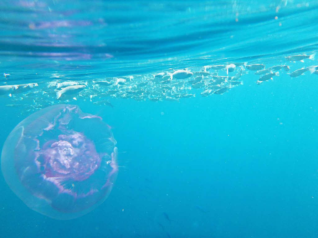 Schn, aber gefhrlich: Diese lilafarbene Qualle lichtete Dagmar Hitzfeld beim Schnorcheln im Roten Meer ab.