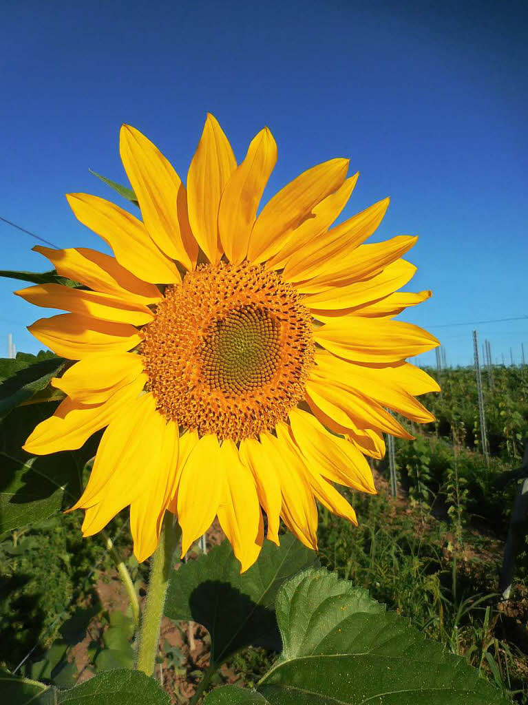 Eine sich sonnende Sonnenblume: Entdeckt von Andreas Pink aus Freiburg, der jeden Morgen auf dem Tuniberg spazieren geht.