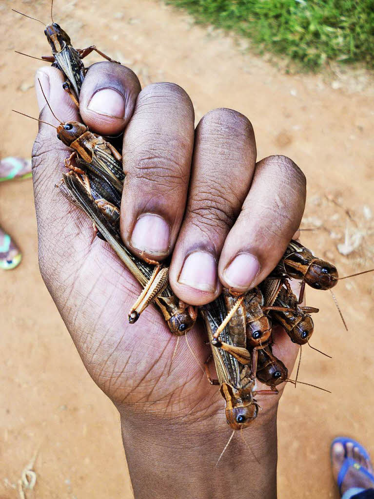 Nicht sehr appetitlich: Eine Hand voll Heuschrecken fotografierten von Jairus und Yvonne Nouvel in Madagaskar.