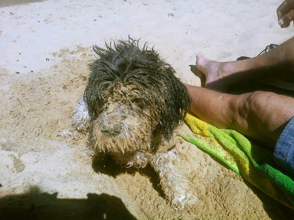 Sonne, Meer und Sand: Was braucht man mehr? Helga Brucksch fotografierte ihren Hund Nina.