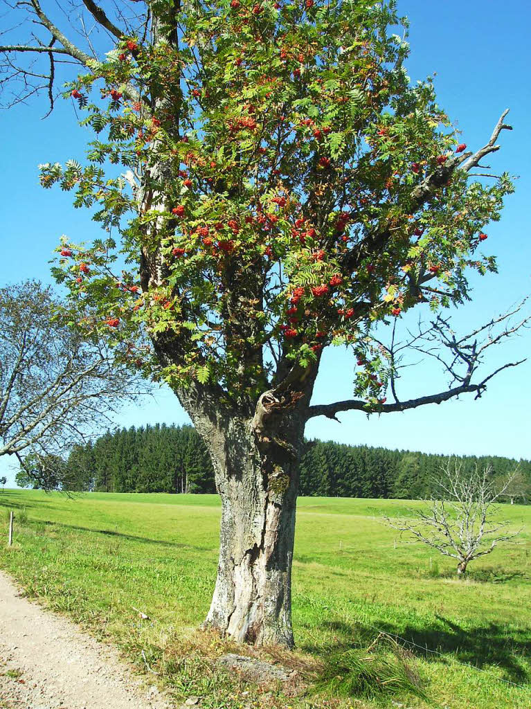 Leben und Tod: Eine gesunde Eberesche wchst in einem abgestorbenen Kirschbaum. Dieses Detail entdeckt und abgelichtet hat Karl Hauger aus Heitersheim auf dem Schwedenkreuz-Rundweg in Oberbiederbach.
