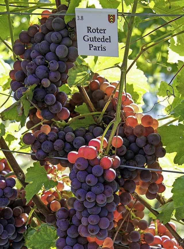 Diese rote Gutedel-Spielart namens &#8...chon dem franzsischen Knig gemundet.  | Foto: Huber